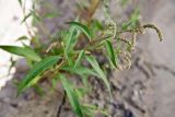 Persicaria lapathifolia