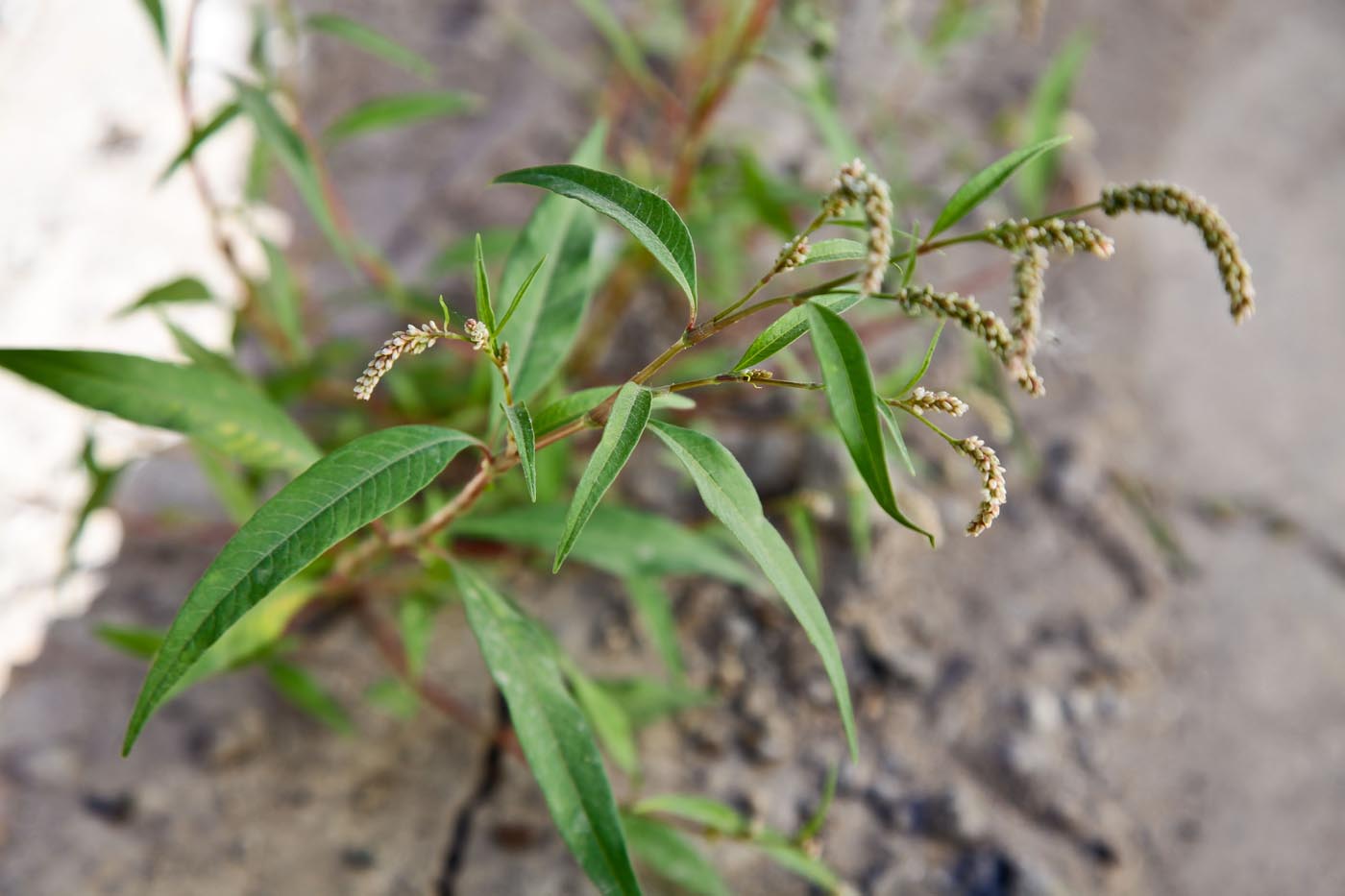 Image of Persicaria lapathifolia specimen.