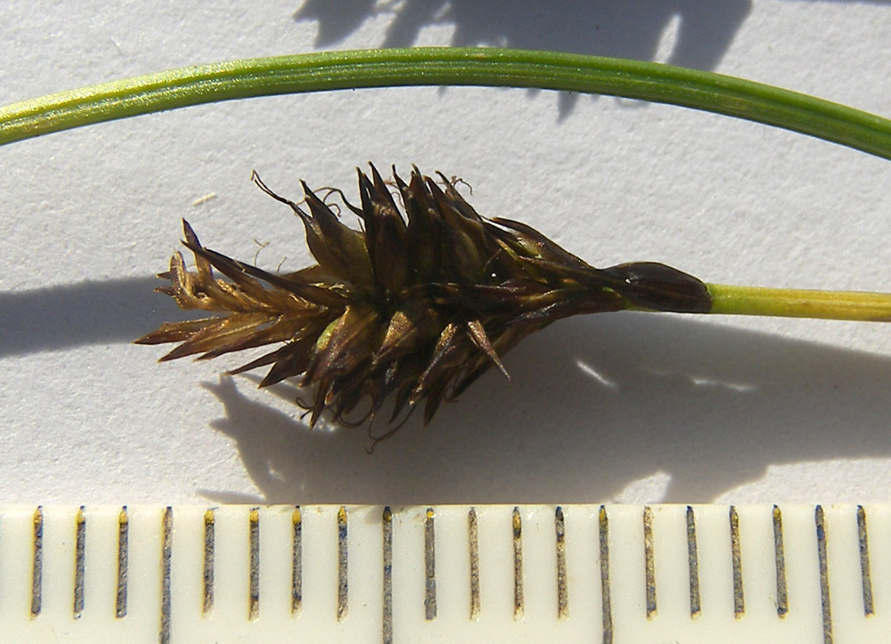 Image of Carex micropodioides specimen.