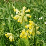 Primula macrocalyx