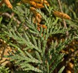 Thuja occidentalis. Часть веточки с остатками микростробилов. Пермь, Свердловский р-н, в городском озеленении. 10 октября 2017 г.