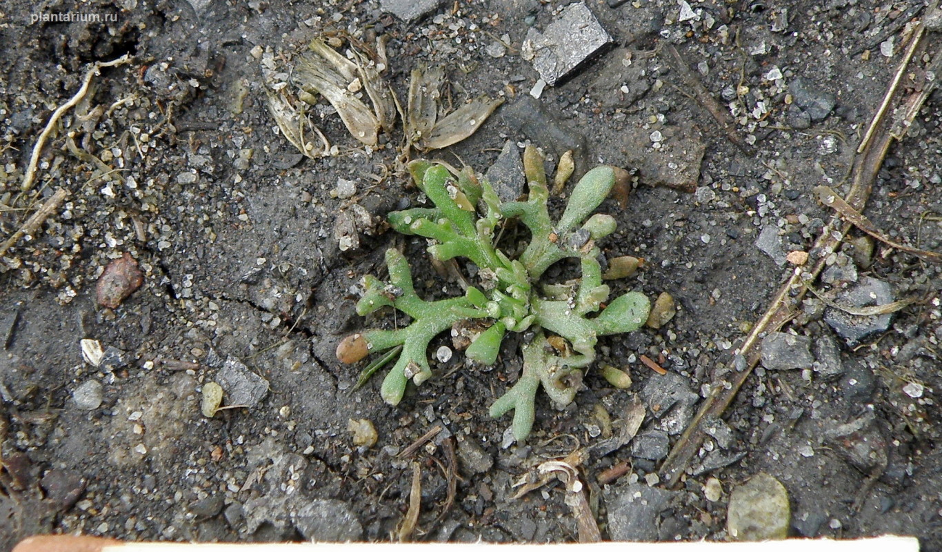 Изображение особи Ceratocephala orthoceras.