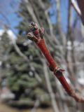 Acer rubrum. Часть покоящегося побега. Марий Эл, г. Йошкар-Ола, парк на территории административных зданий Правительства РМЭ, в культуре. 17.04.2018.