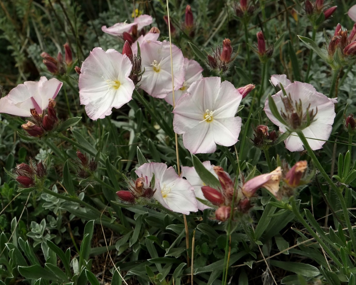 Изображение особи Convolvulus tauricus.