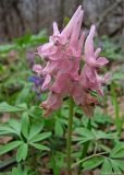 Corydalis solida. Соцветие (розовоцветковая форма). Воронежская область, Семилукский р-н, лиственный лес. 17.04.2010.