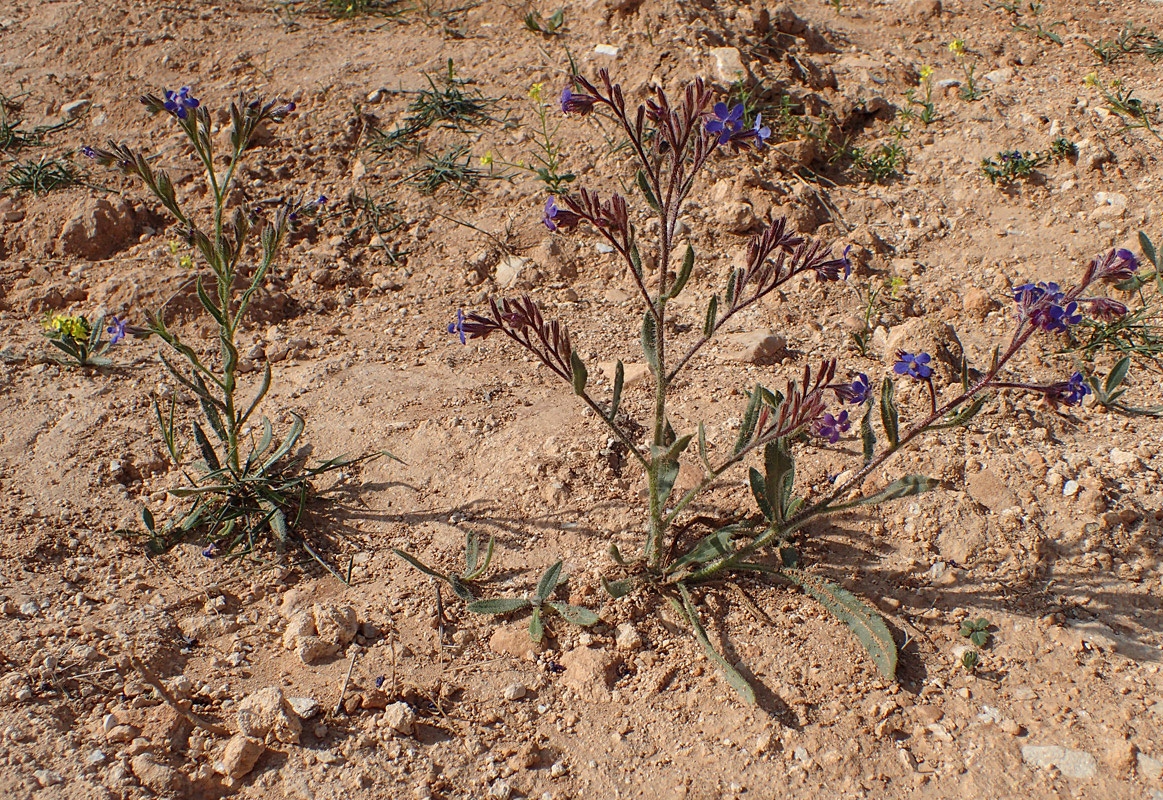 Image of Anchusa azurea specimen.