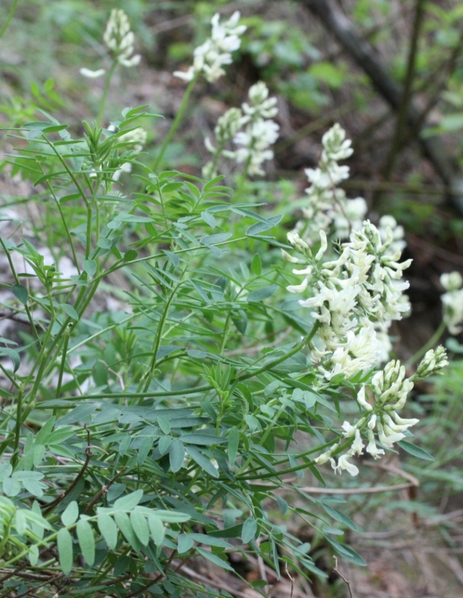 Изображение особи Astragalus gorczakovskii.