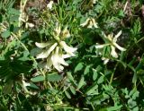 Astragalus schelichowii. Верхушка цветущего растения. Чукотка, Билибинский р-н, пос. Кепервеем, р-н аэропорта. 21.06.2018.