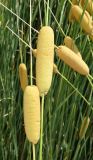 род Typha