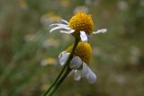 Anthemis cotula