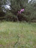 Astragalus varius