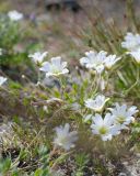 Cerastium alpinum