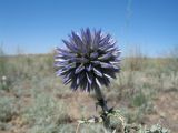 Echinops albicaulis. Верхушка побега с нераспустившимся соцветием. Казахстан, Алматинская обл., юго-зап. шлейфы Джунгарского Алатау, окр. вдхр. Капчагай, участок закреплённых песков. 9 июня 2012 г.