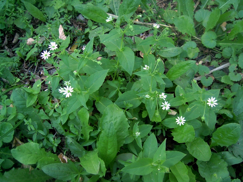 Изображение особи Myosoton aquaticum.