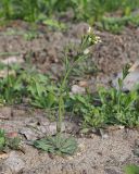 Arabidopsis thaliana