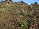 Dianthus acicularis