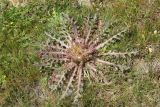 Cirsium esculentum