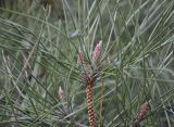 Pinus pinaster