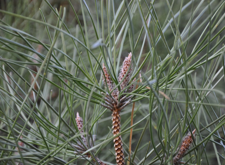 Изображение особи Pinus pinaster.