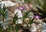 Delosperma cooperi