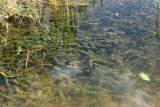 Elodea canadensis. Заросли (в сообществе со Stratiotes aloides, Sium latifolium и Sagittaria sagittifolia) на прибрежном мелководье. Беларусь, Витебская обл., пос. Езерище, р. Оболь у плотины. 23.06.2023.