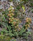 Pedicularis dubia