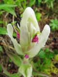 Castilleja hyparctica. Соцветие. Коми, Интинский р-н, нац. парк \"Югыд Ва\", Приполярный Урал, бассейн р. Пелингичей, долина руч. Южный. 17.07.2010.