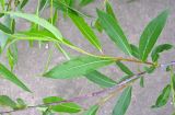 Salix acutifolia