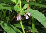 Teucrium scordium. Часть побега с соцветием. Украина, Донецкая обл., Славянский р-н, окр. с. Богородичное. 30.07.2011.