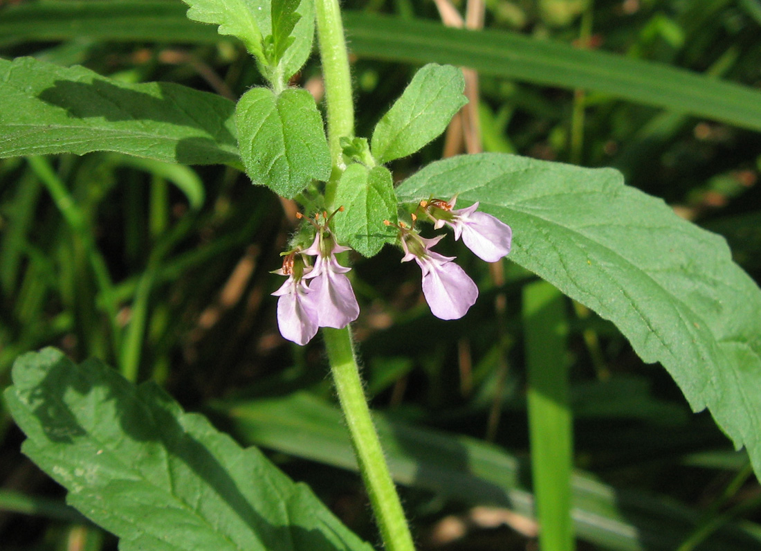 Изображение особи Teucrium scordium.