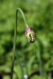 Allium microdictyon
