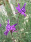 Delphinium ajacis