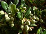 Pittosporum tobira. Верхушка ветви с плодами. Испания, автономное сообщество Андалусия, провинция Гранада, комарка Вега-де-Гранада, г. Гранада, Альгамбра. 13.07.2012.