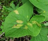 Ligularia sibirica. Лист с поражениями. Архангельская обл., Вельский р-н, окр. ур. Куваш, заболоченный лес. 30.07.2013.