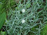 Stellaria dahurica