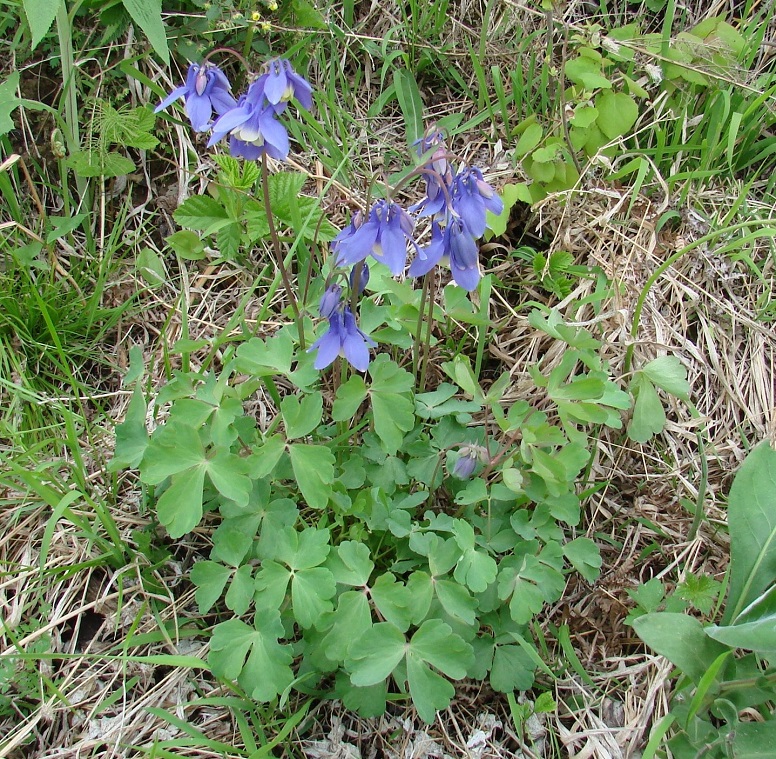 Изображение особи Aquilegia sibirica.