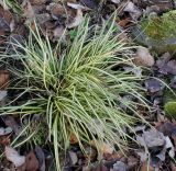 Carex hachijoensis