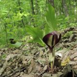 Arum elongatum. Цветущее растение. Краснодарский край, Новороссийский р-н, гора Рябкова, широколиственный лес. 04.05.2014.