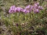 Thymus pallasianus