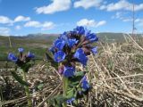 Pulmonaria mollis