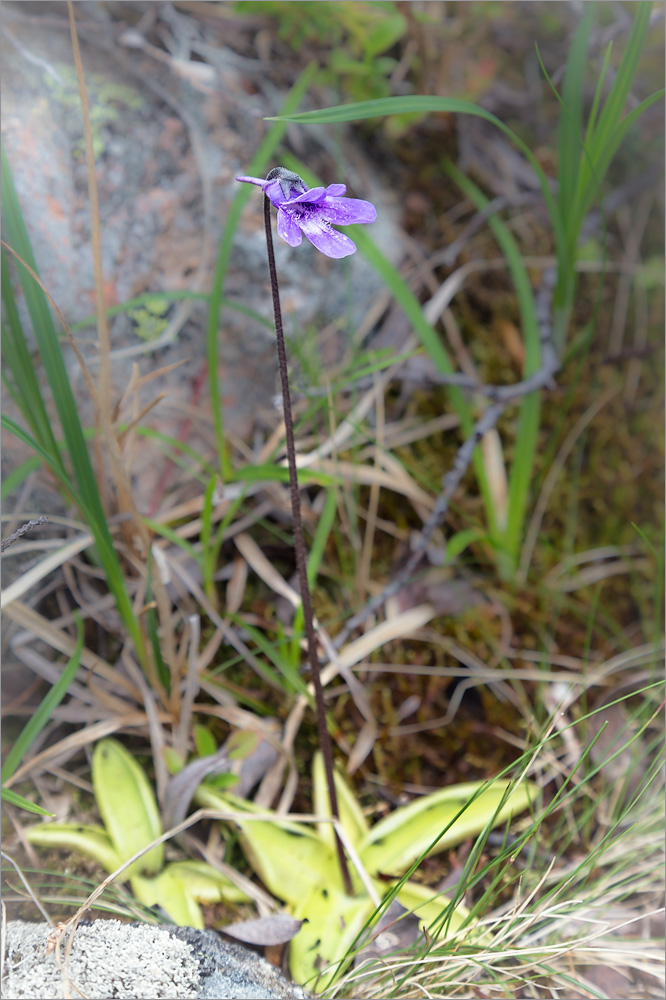 Изображение особи Pinguicula vulgaris.