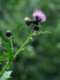 Cirsium uliginosum