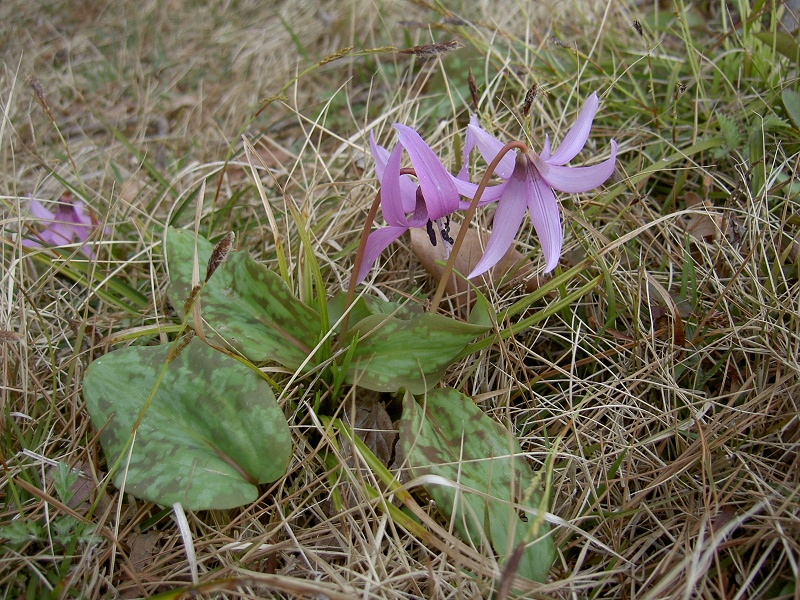 Изображение особи Erythronium japonicum.