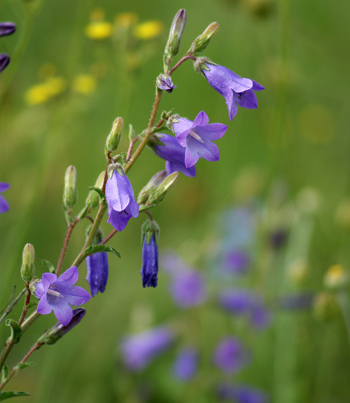 Изображение особи Campanula praealta.