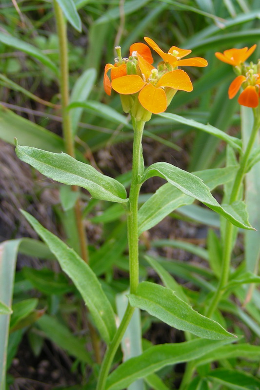 Изображение особи Erysimum croceum.