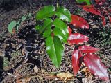 Mahonia aquifolium