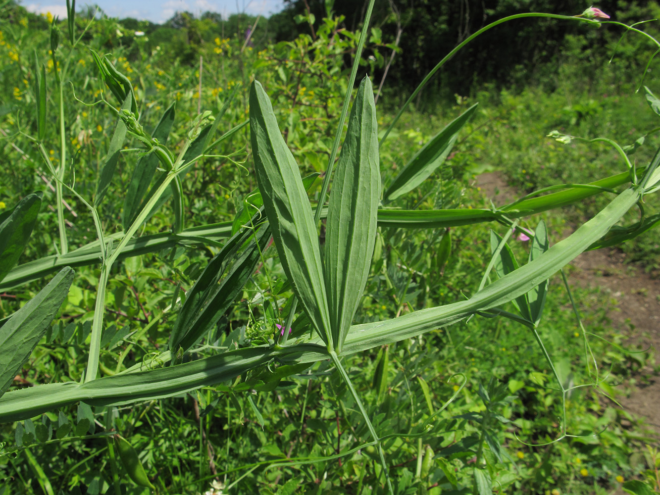 Изображение особи Lathyrus hirsutus.