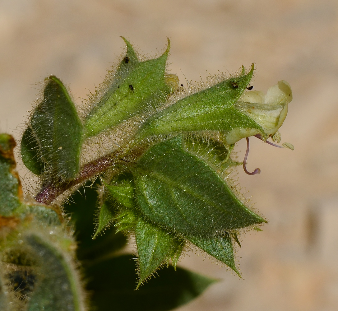 Изображение особи Hyoscyamus desertorum .