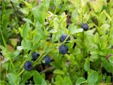 Vaccinium myrtillus