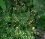 Saxifraga umbrosa